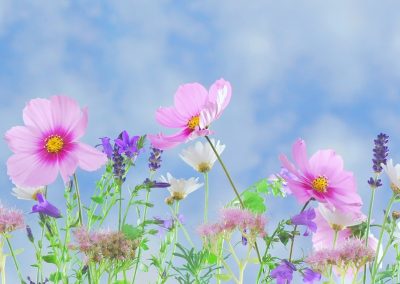 wild-flowers-571940_1280